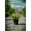 Kép 2/5 - Ilex crenata 'Golden Gem' – Csipkéslevelű magyal