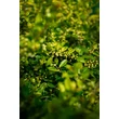 Kép 4/5 - Ilex crenata 'Golden Gem' – Csipkéslevelű magyal