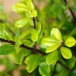 Kép 2/2 - Ilex crenata 'Golden Rock' – Csipkéslevelű magyal