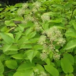 Kép 1/4 - Aralia cordata 'Sun King' – Szívlevelű arália