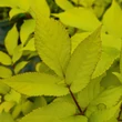 Kép 3/4 - Aralia cordata 'Sun King' – Szívlevelű arália
