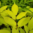 Kép 4/4 - Aralia cordata 'Sun King' – Szívlevelű arália