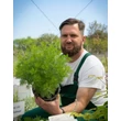 Kép 2/2 - Artemisia abrotanum - Istenfa, ürömcserje