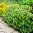 Kép 1/2 - Artemisia abrotanum - Istenfa, ürömcserje