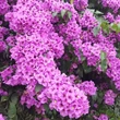 Kép 1/2 - Bougainvillea 'Violet de Méze' – Murvafürt