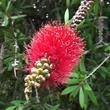 Kép 1/2 - Callistemon rigidus – Kefevirág