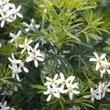Kép 1/3 - Choisya ternata 'White Dazzler' – Mexikói narancsvirág
