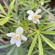 Kép 2/3 - Choisya ternata 'White Dazzler' – Mexikói narancsvirág