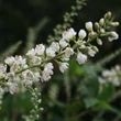 Kép 2/2 - Clethra alnifolia 'Creels Calico' – Borscserje