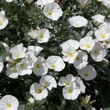 Kép 4/4 - Convolvulus cneorum – Ezüstös hajnalka