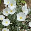 Kép 2/4 - Convolvulus cneorum – Ezüstös hajnalka