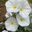 Kép 1/4 - Convolvulus cneorum – Ezüstös hajnalka
