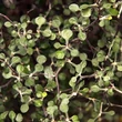 Kép 2/3 - Corokia cotoneaster – Cikkcakk cserje