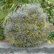 Kép 1/3 - Corokia cotoneaster – Cikkcakk cserje