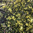 Kép 3/3 - Corokia cotoneaster – Cikkcakk cserje