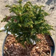 Kép 2/3 - Cryptomeria japonica 'Green Pearl' – Japánciprus