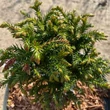 Kép 1/3 - Cryptomeria japonica 'Green Pearl' – Japánciprus