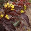 Kép 1/6 - Diervilla splendens 'Diva' – Mézelő lonc