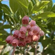 Kép 1/2 - Enkianthus campanulatus – Csengőbojt