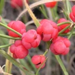 Kép 1/2 - Ephedra distachya – Közönséges csikófark