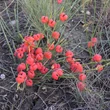 Kép 2/2 - Ephedra distachya – Közönséges csikófark