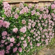 Kép 6/6 - Escallonia laevis 'Pink Elle'® – Kőtörőcserje