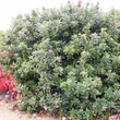 Kép 2/6 - Escallonia 'Organensis' – Kőtörőcserje