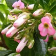 Kép 3/6 - Escallonia 'Organensis' – Kőtörőcserje