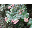 Kép 6/6 - Escallonia 'Organensis' – Kőtörőcserje
