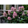 Kép 2/6 - Escallonia laevis 'Pink Elle'® – Kőtörőcserje