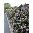 Kép 3/6 - Escallonia laevis 'Pink Elle'® – Kőtörőcserje