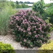Kép 4/6 - Escallonia laevis 'Pink Elle'® – Kőtörőcserje