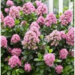 Kép 5/6 - Escallonia laevis 'Pink Elle'® – Kőtörőcserje