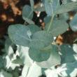 Eucalyptus gunni 'Silverana'® - Eukaliptusz