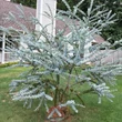 Kép 2/4 - Eucalyptus gunnii 'Silver Dollar' – Nagylevelű havasi eukaliptusz