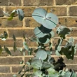 Kép 3/4 - Eucalyptus gunnii 'Silver Dollar' – Nagylevelű havasi eukaliptusz