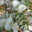 Kép 4/4 - Eucalyptus gunnii 'Silver Dollar' – Nagylevelű havasi eukaliptusz