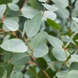 Kép 2/2 - Eucalyptus gunnii - Tasmaniai havasi eukaliptusz