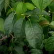 Kép 2/3 - Eucommia ulmoides – Kínai gumifa