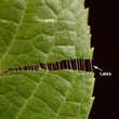 Kép 3/3 - Eucommia ulmoides – Kínai gumifa
