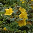 Kép 1/3 - Fremontodendron 'California Glory'