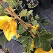 Kép 3/3 - Fremontodendron 'California Glory'