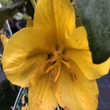 Kép 2/3 - Fremontodendron 'California Glory'