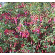 Kép 4/6 - Fuchsia 'Mrs Popple' – Fukszia