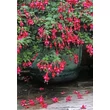 Kép 5/6 - Fuchsia 'Mrs Popple' – Fukszia
