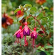 Kép 6/6 - Fuchsia 'Mrs Popple' – Fukszia