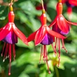 Kép 1/6 - Fuchsia 'Mrs Popple' – Fukszia