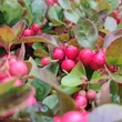 Kép 2/2 - Gaultheria procumbens – Kúszó fajdbogyó