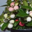 Kép 1/2 - Gaultheria procumbens 'Color Surprise' – Kúszó fajdbogyó