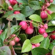 Kép 2/2 - Gaultheria procumbens 'Color Surprise' – Kúszó fajdbogyó